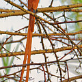 African Paradise Flycatcher