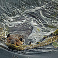 Busy Big Beaver in Minneapolis
