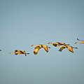 Flock of Sandhill Cranes Early Migration in Crex Meadows