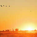 Golden Sunrise with Sandhill Crane at Crex Meadows