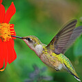 Longfellow Gardens Hummingbird 4 2025
