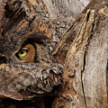 Mama owl on the Nest