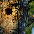 Red-Bellied Woodpecker by Nest in Richardson Nature Center