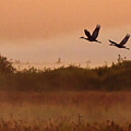 Sandhill Cranes at Sunrise in Crex