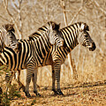 Three Zebras in the Wild