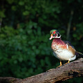Wood Duck in a Tree at Dawn in Richardson Nature Center